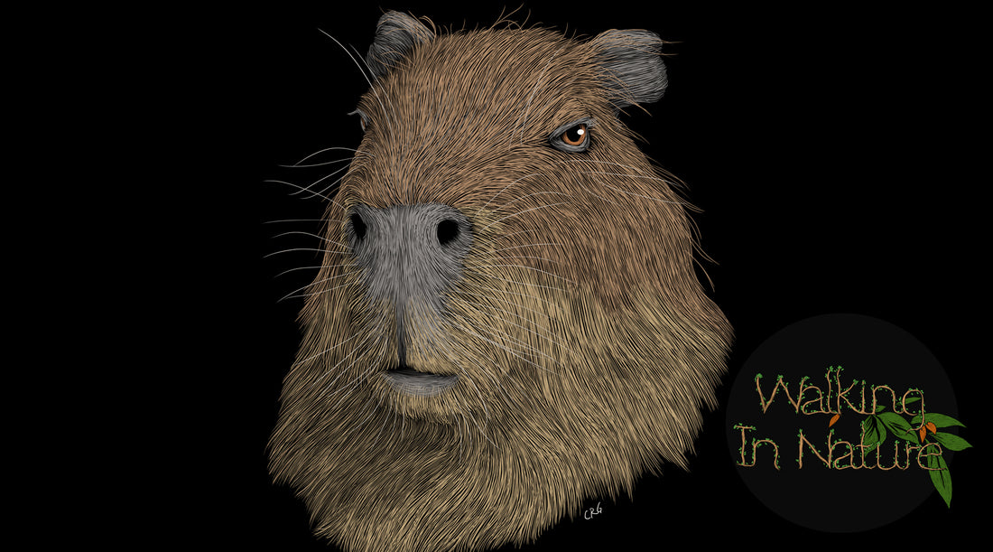 Wildlife Art
