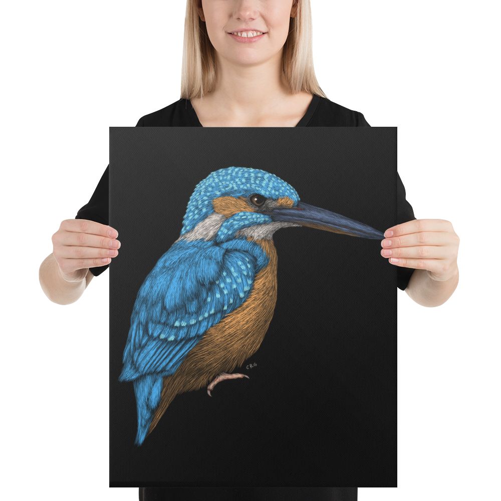 Kingfisher Art Prints