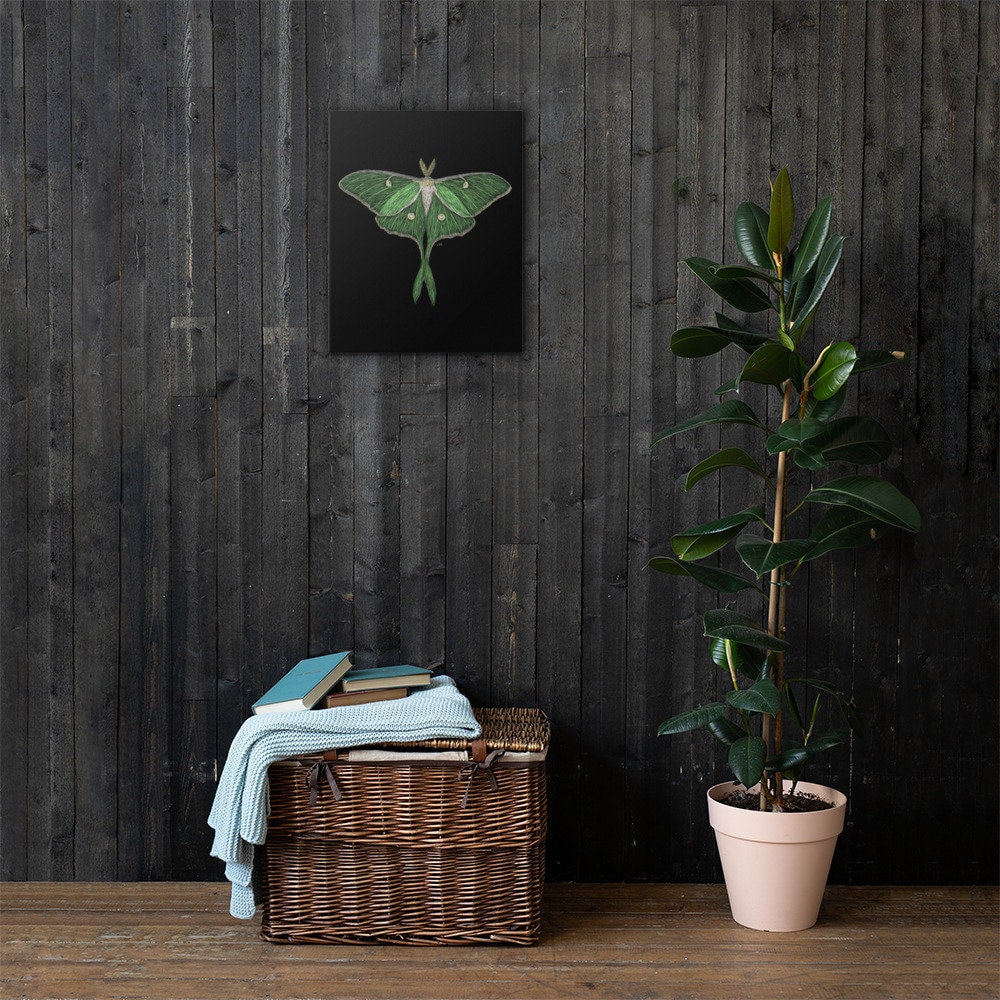 Luna Moth Canvas Art Print