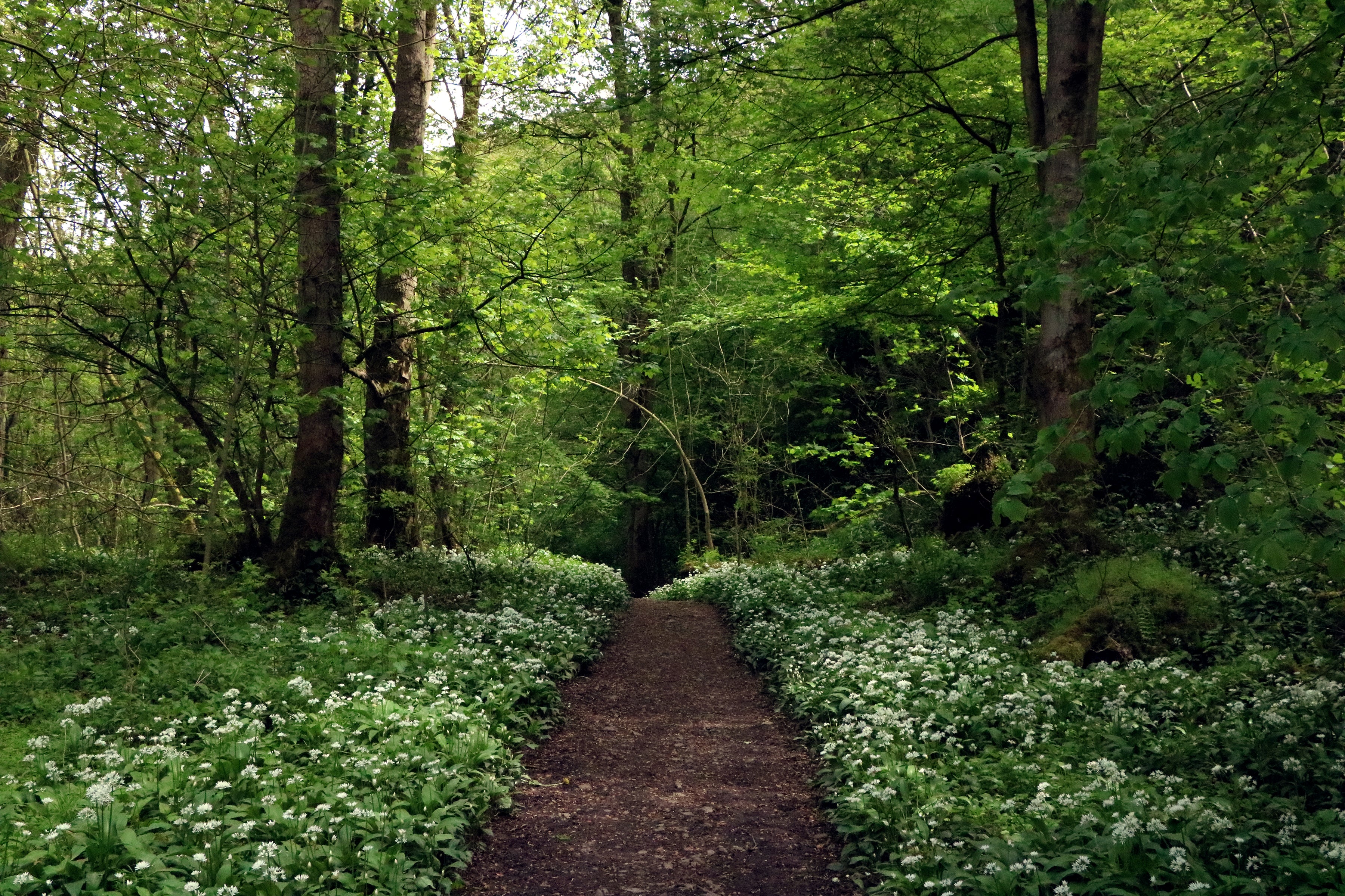 Nature is Always Calling – Walking In Nature