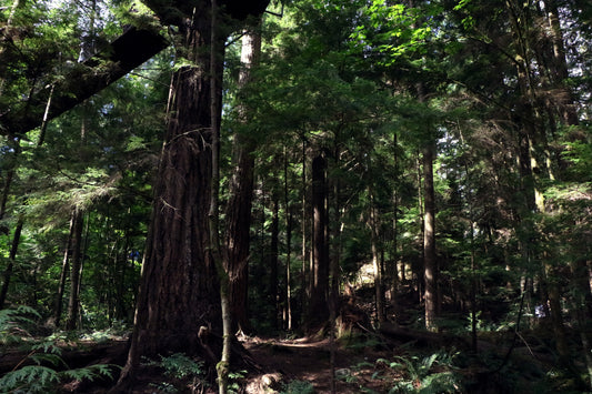 Capilano Suspension Bridge Park