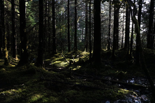 The West Glacier Trail in Juneau, Alaska is a Must-Do for Outdoor Enthusiasts