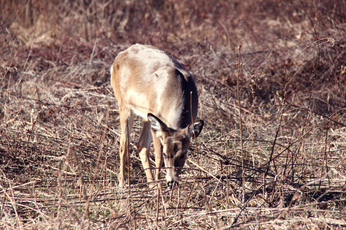 Deer in Cades Cove