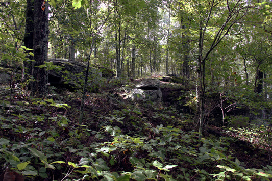 Panola State Park