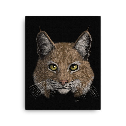 Bobcat Art Prints