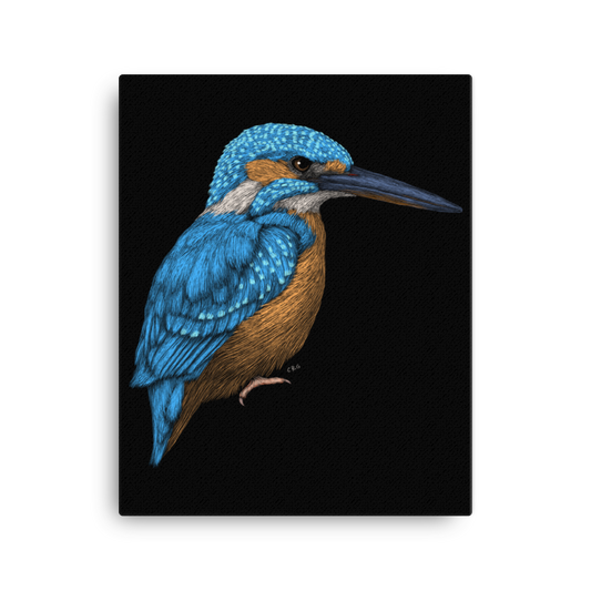 Kingfisher Art Prints