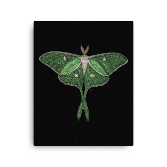 Luna Moth Canvas Art Print