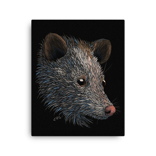 Opossum Canvas Art Print